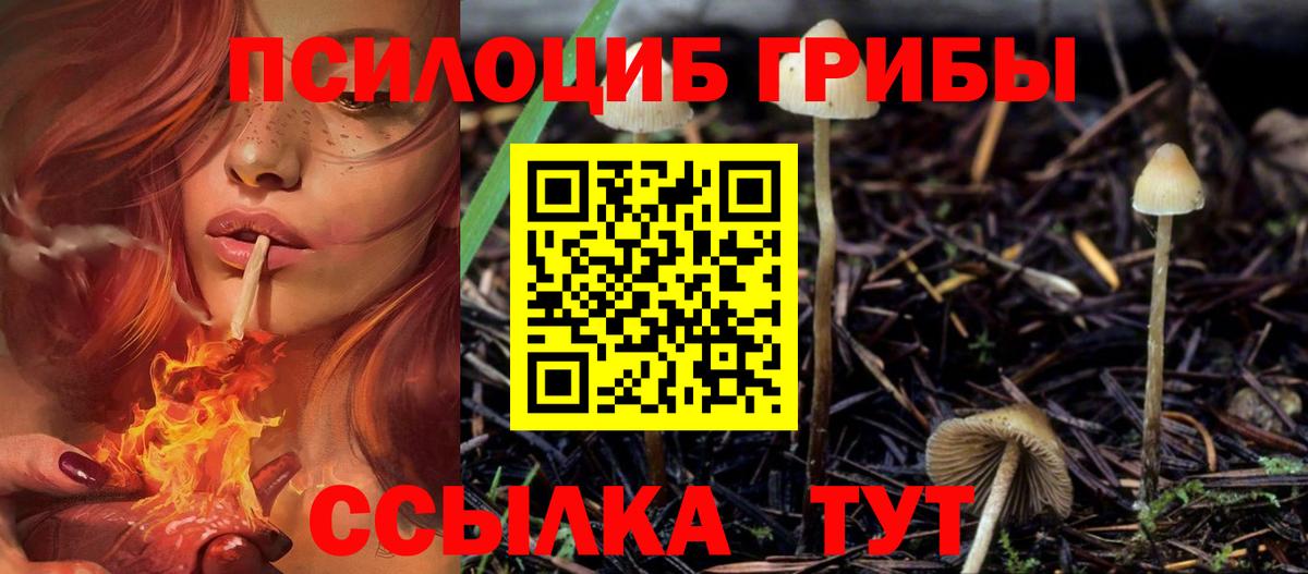 Галлюциногенные грибы мицелий  где можно купить наркотик  Канаш  Вход с VPN 